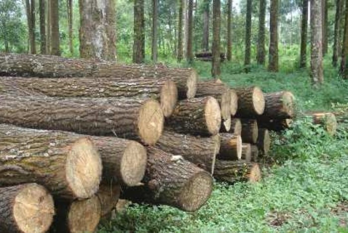 hasil hutan vietnam: sumber daya alam yang berharga