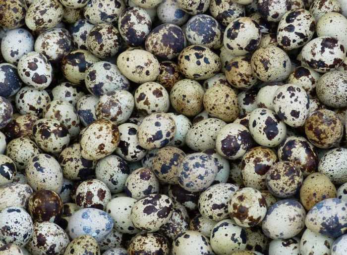Keunggulan Wirausaha Telur Burung Puyuh: Nutrisi, Bisnis, Budidaya, Limbah, dan Tantangan