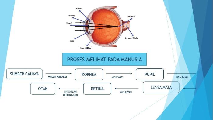 proses pembentukan bayangan pada mata serangga