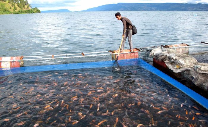 pupuk dan kapur: penopang pertumbuhan ikan konsumsi