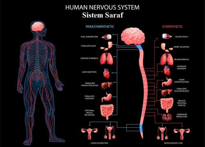 teknologi canggih untuk memahami dan memanipulasi sistem saraf