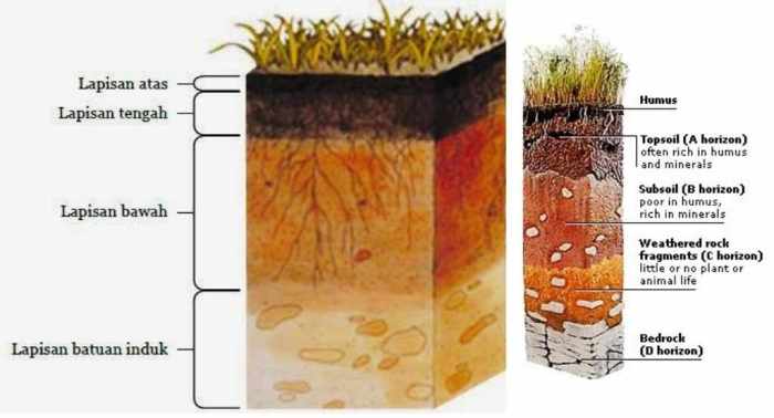 profil tanah: panduan untuk memahami tanah di bawah kaki kita