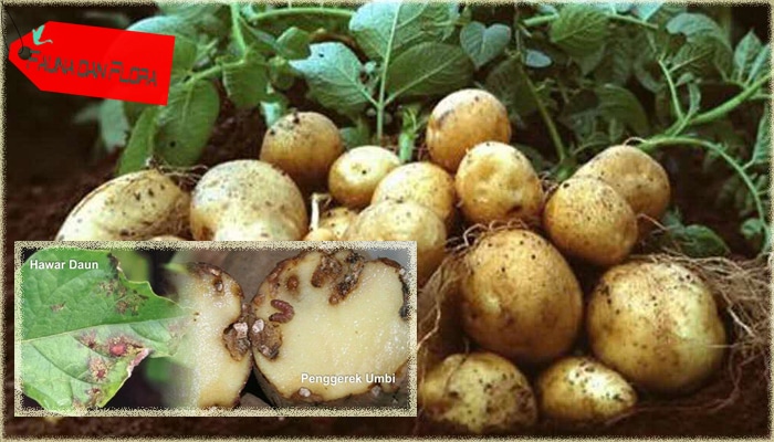 gejala serangan penggerek umbi pada tanaman kentang