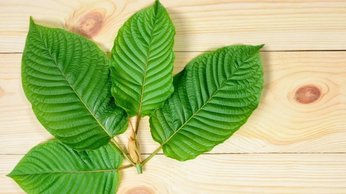 manfaat daun purik: rahasia alam untuk kesehatan dan kecantikan