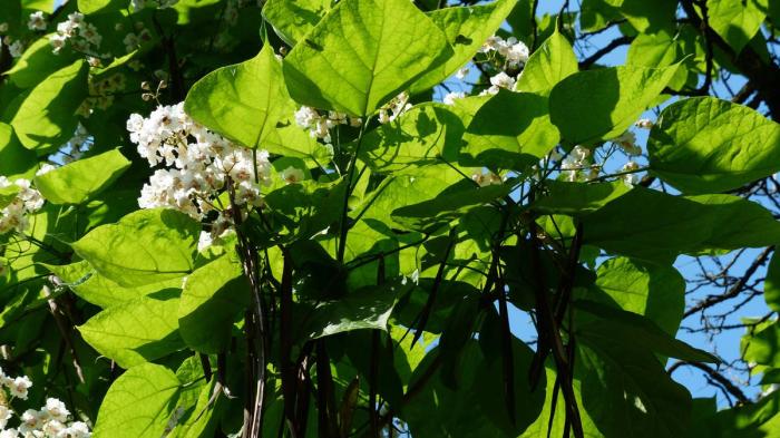 manfaat daun kacang: kaya antioksidan, anti-inflamasi, dan khasiat obat