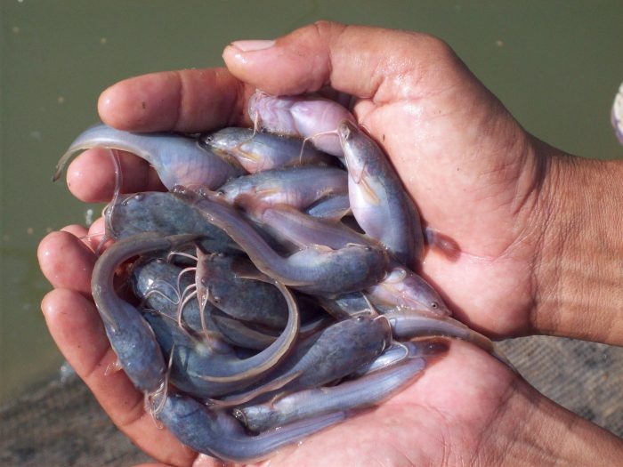 peralatan pemanenan dan penyortiran benih ikan lele