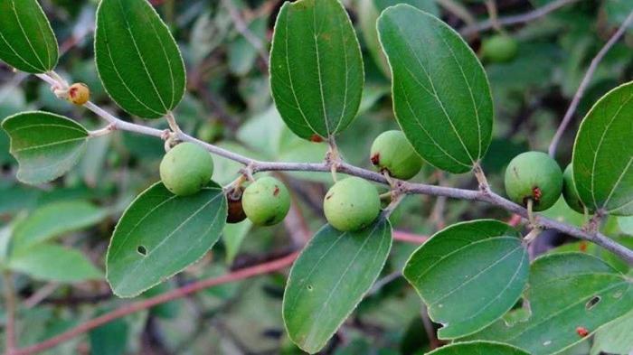 manfaat luar biasa teh daun bidara untuk kesehatan dan kecantikan