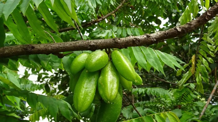 manfaat daun belimbing wuluh untuk kesehatan: sumber antioksidan dan nutrisi