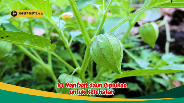 manfaat daun ciplukan: penjaga ginjal sehat