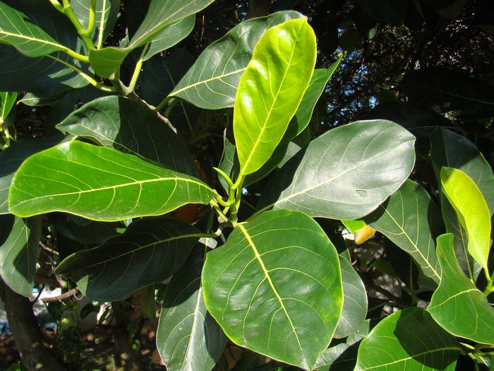 manfaat daun nangka kuning untuk kesehatan dan kecantikan