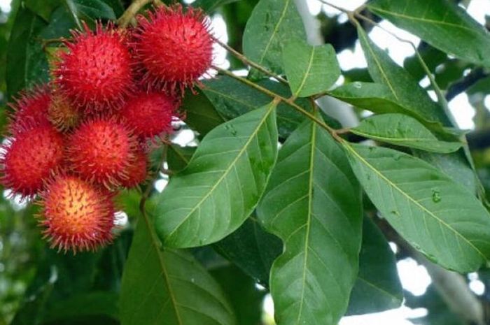 manfaat luar biasa rebusan daun rambutan untuk kesehatan