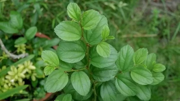 manfaat luar biasa daun bidara untuk kesehatan kulit