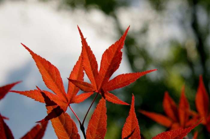 daun gedi merah: khasiat untuk kesehatan dan kuliner