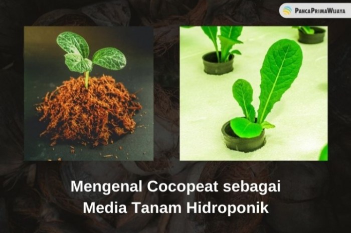 cocopeat: media tanam ramah lingkungan