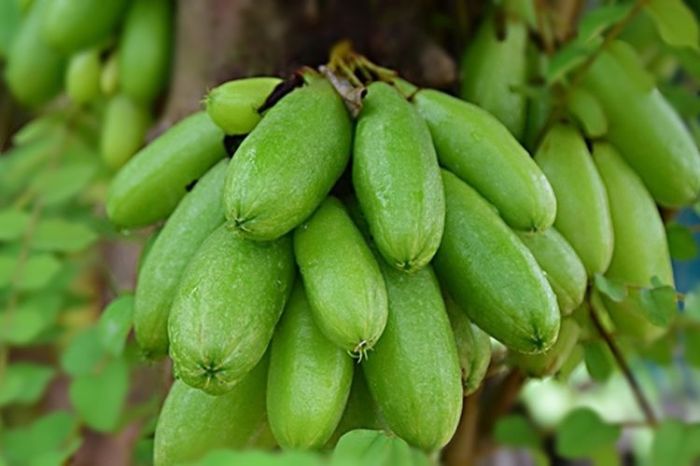 manfaat daun belimbing wuluh: turunkan tekanan darah tinggi