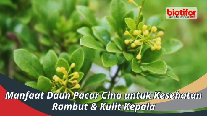 manfaat daun pacar cina: khasiat ajaib untuk kesehatan