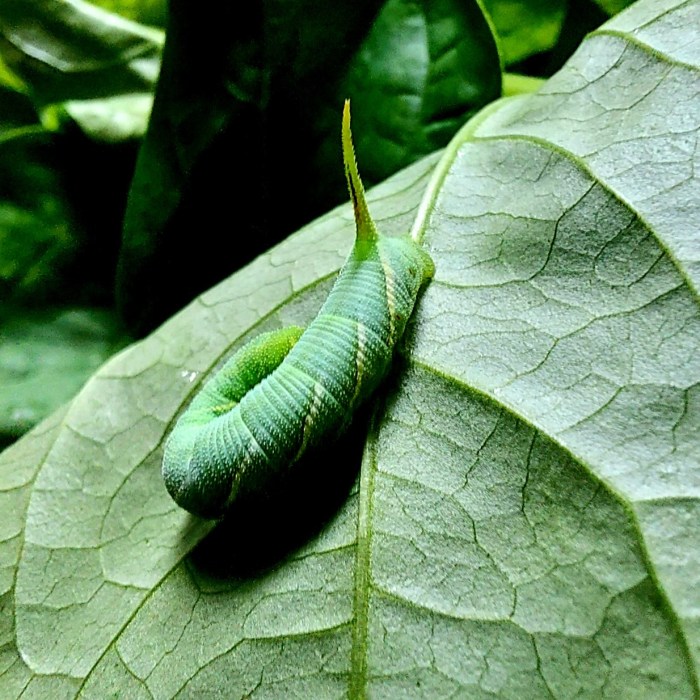 manfaat daun lembayung: khasiat anti-inflamasi, antioksidan, dan antibakteri