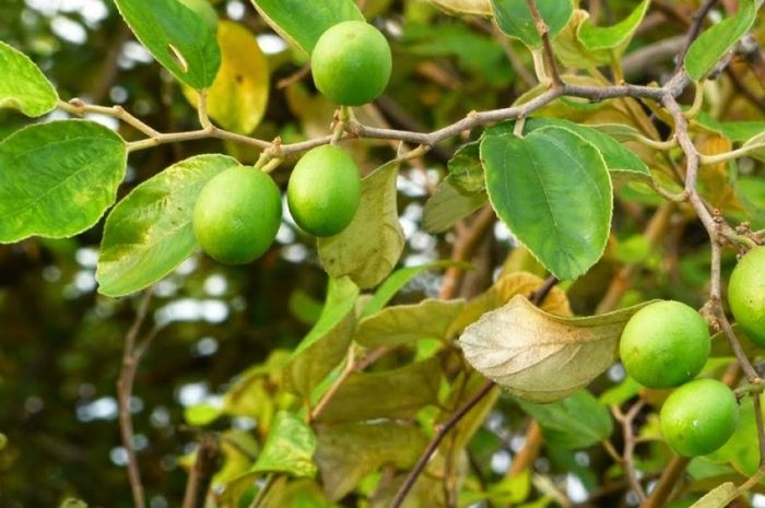 manfaat minum daun bidara: kesehatan, kecantikan, dan spiritualitas