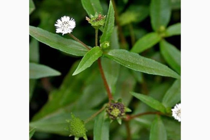 manfaat daun urang aring: antioksidan, anti-inflamasi, dan pencernaan sehat