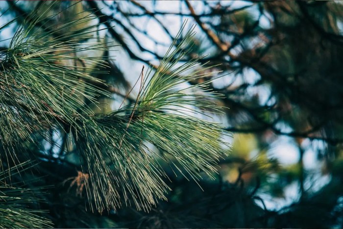 manfaat serba guna daun pinus: dari kesehatan hingga dekorasi