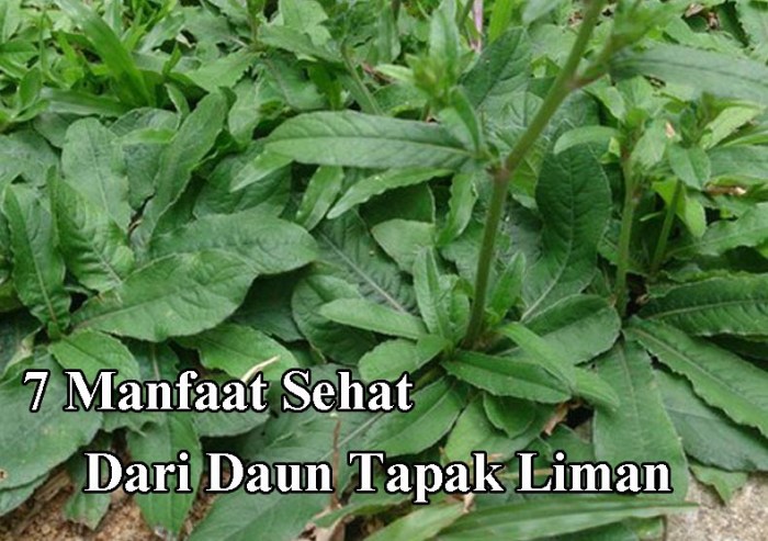 manfaat daun mutiara: kesehatan, kecantikan, dan budidaya