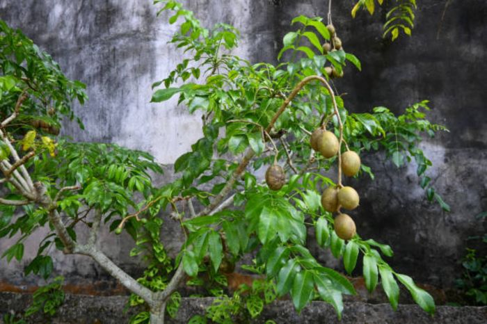 manfaat daun kedondong pagar: khasiatnya untuk kesehatan