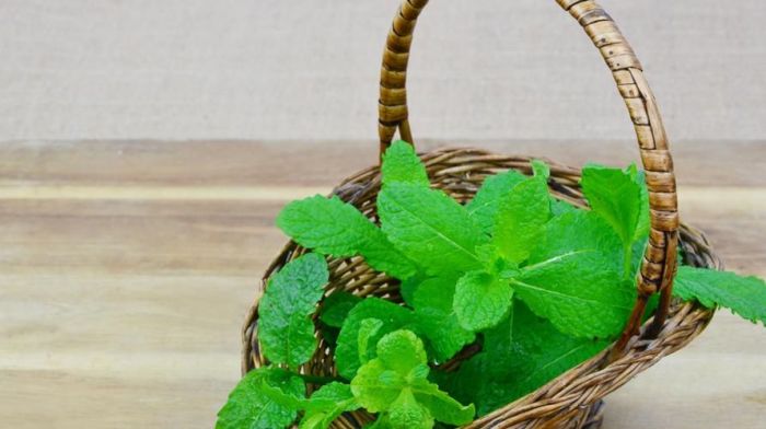 manfaat daun mint untuk wajah: rahasia kecantikan alami