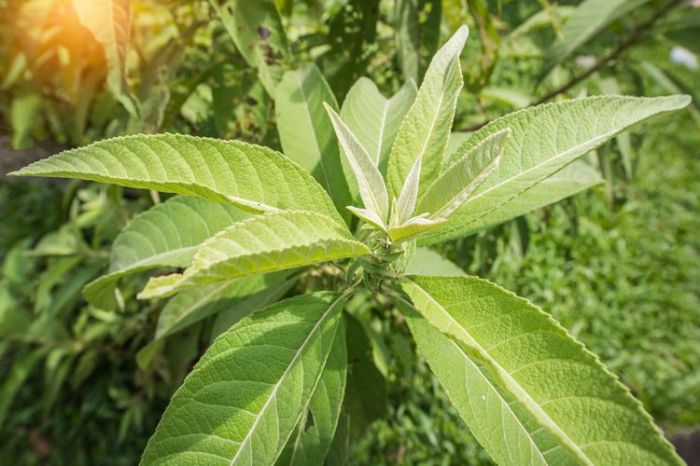 manfaat daun sembung: khasiat herbal untuk pernapasan