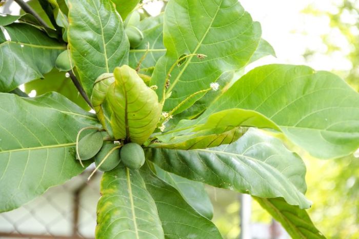 manfaat luar biasa daun ketapang untuk kesehatan kulit