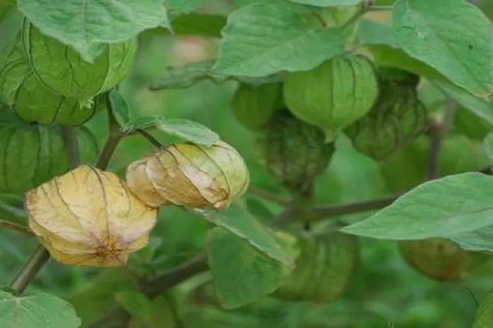 manfaat daun ciplukan: solusi alami untuk asam lambung