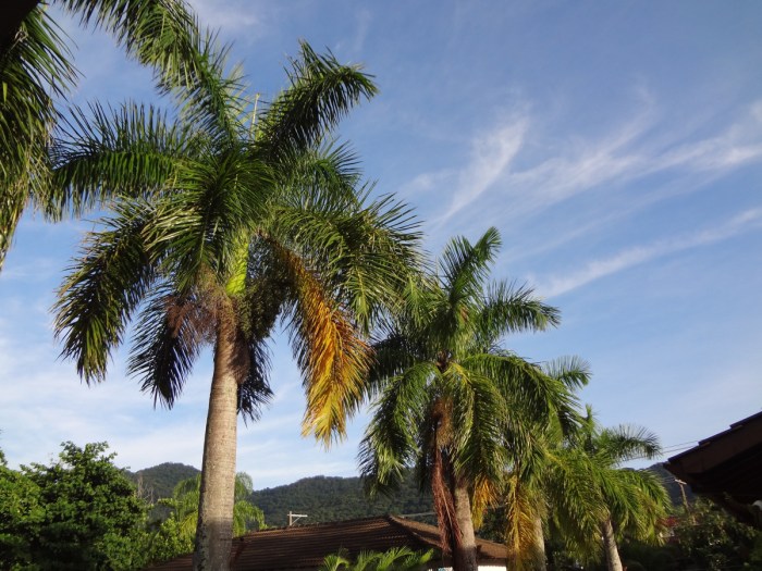 pohon palma: penghuni tropis yang unik dan bermanfaat
