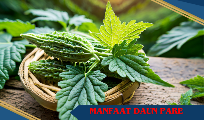 daun pare: obat alami ampuh redakan batuk