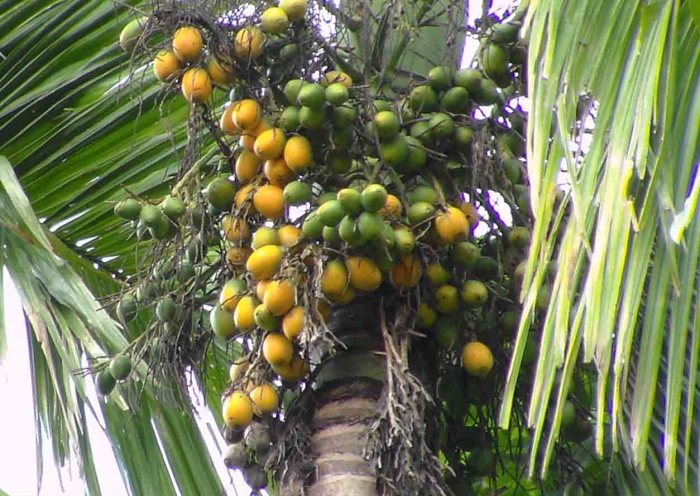 manfaat daun pinang: khasiat tradisional dan kesehatan modern