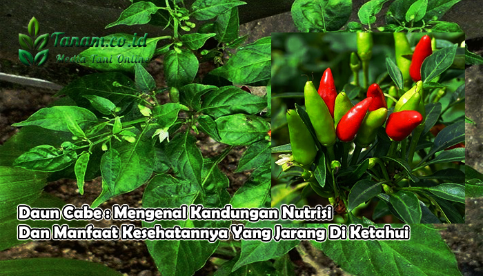 manfaat daun cabe: dari kesehatan hingga estetika