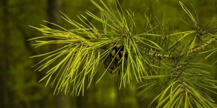 manfaat serba guna daun pinus: dari kesehatan hingga dekorasi