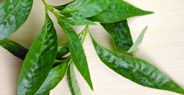 manfaat daun sambiloto untuk kesehatan ginjal: melindungi dan meningkatkan fungsinya