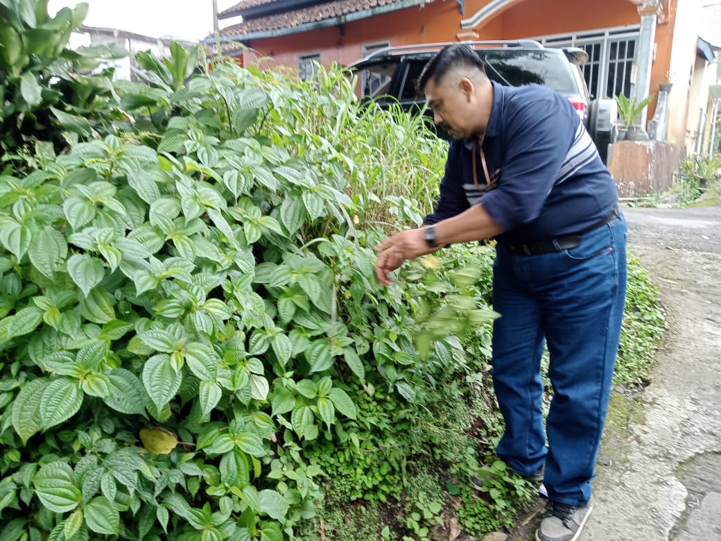 manfaat daun pohpohan untuk kesehatan dan kecantikan wanita