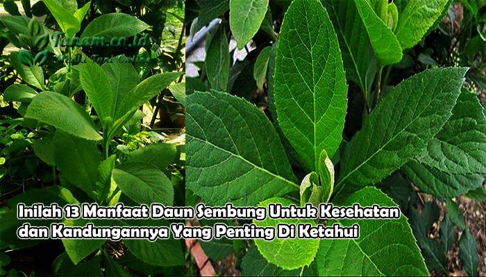 manfaat daun sembung: khasiat herbal untuk pernapasan