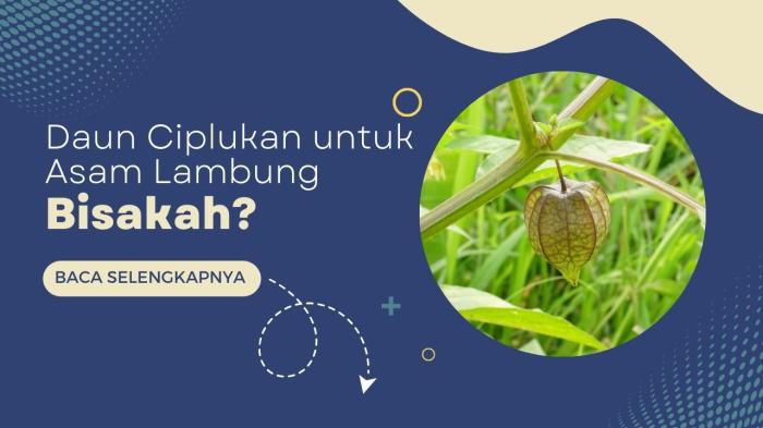 manfaat daun ciplukan: solusi alami untuk asam lambung