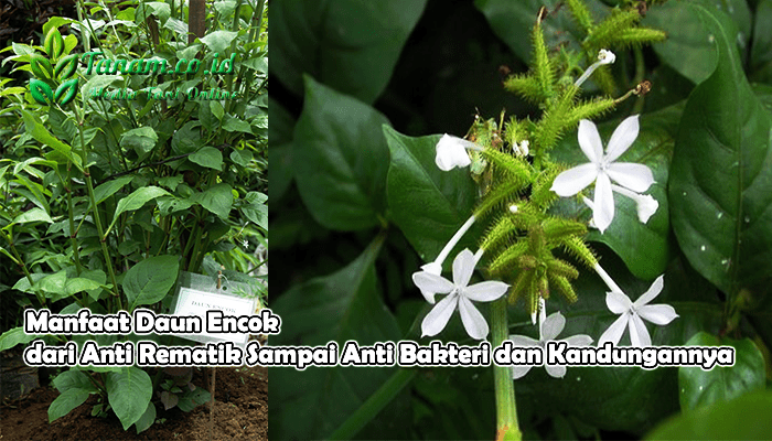 manfaat daun encok: obat alami untuk berbagai keluhan