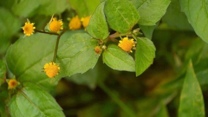 manfaat daun jotang: kesehatan, tradisi, dan kuliner