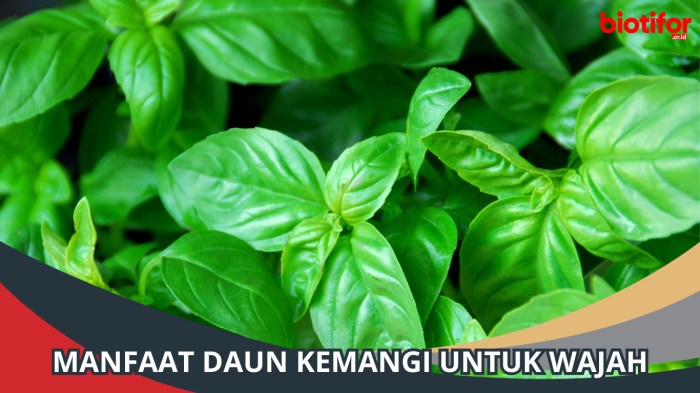 manfaat daun kemangi untuk wajah: antioksidan, antiinflamasi, dan lainnya