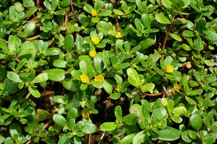 manfaat daun tumbuh daun: khasiat kesehatan, cara pakai, dan cara budidaya