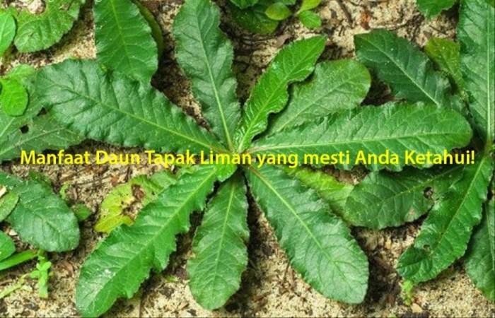 manfaat daun latuik latuik: rahasia kesehatan dari alam