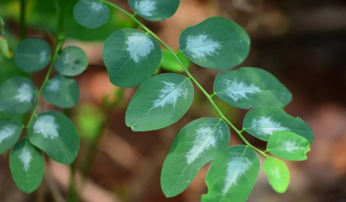 manfaat daun katuk untuk kesehatan mata: panduan lengkap