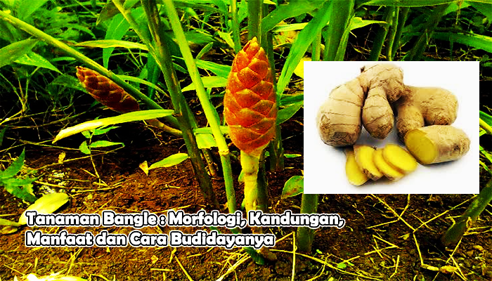 daun bangle: manfaat kesehatan dan cara mengonsumsinya