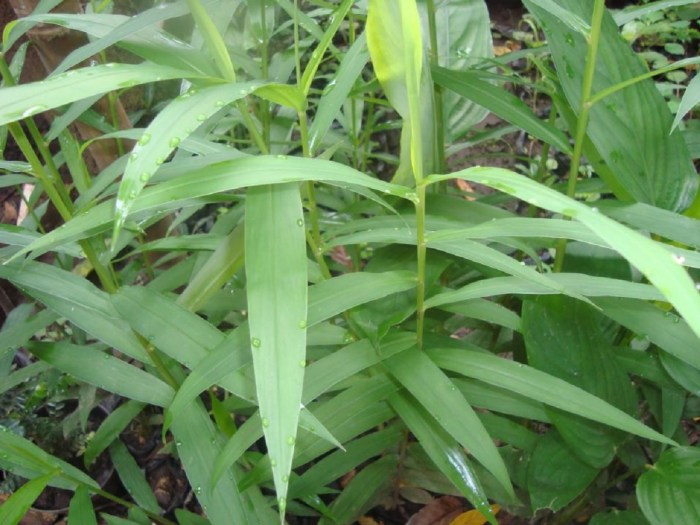 daun bangle: manfaat kesehatan dan cara mengonsumsinya