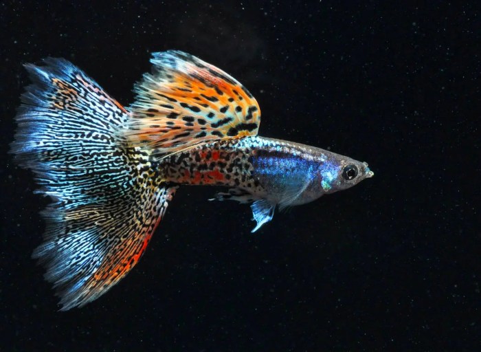 ikan hias guppy di korea: variasi nama dan popularitasnya