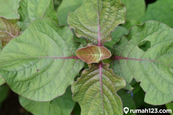 manfaat daun sambung nyawa untuk asam lambung: redakan gejala tak nyaman