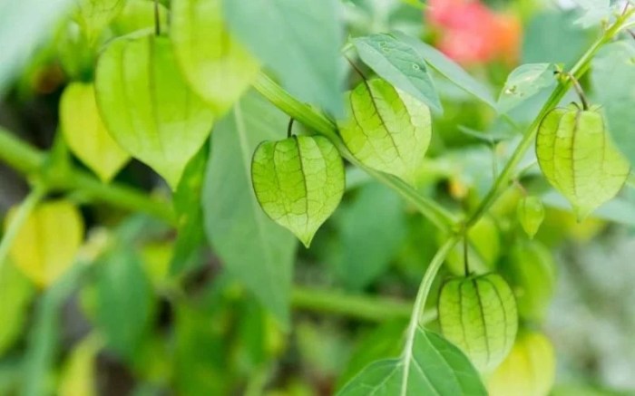 manfaat daun cempaka: khasiat untuk kesehatan, tradisi, dan industri